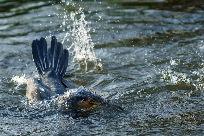 Why Your Camera Hunts and Misses: Autofocus Limitations Underwater and the Mirrorless Promise
