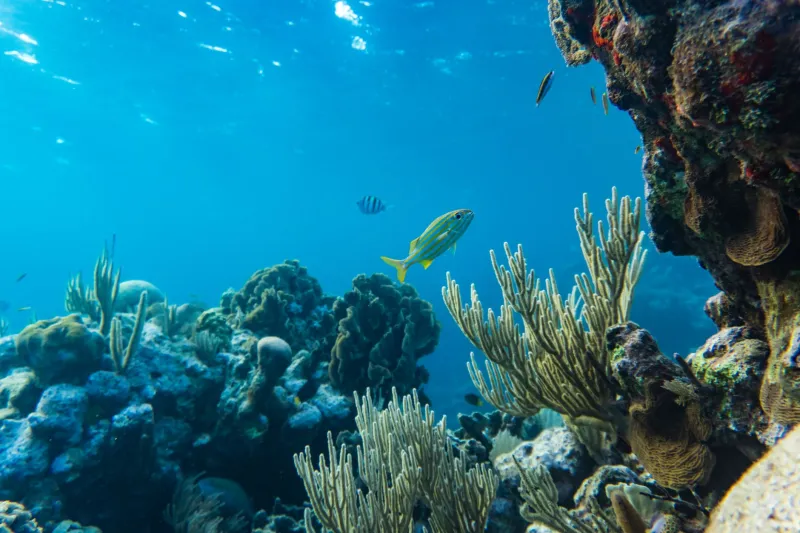Too Much Sun, Too Little Shot: How Bright Shallow Water Defeats Your Camera (And What to Do About It)