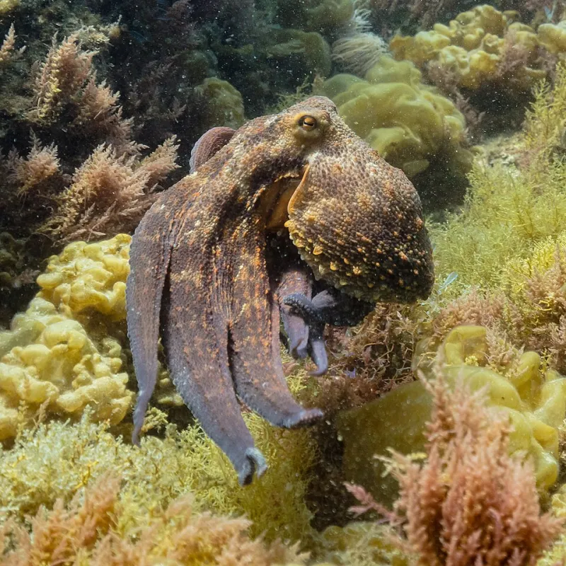 Why Everything Looks Blue Underwater (And the Exact Steps to Fix It in Post)