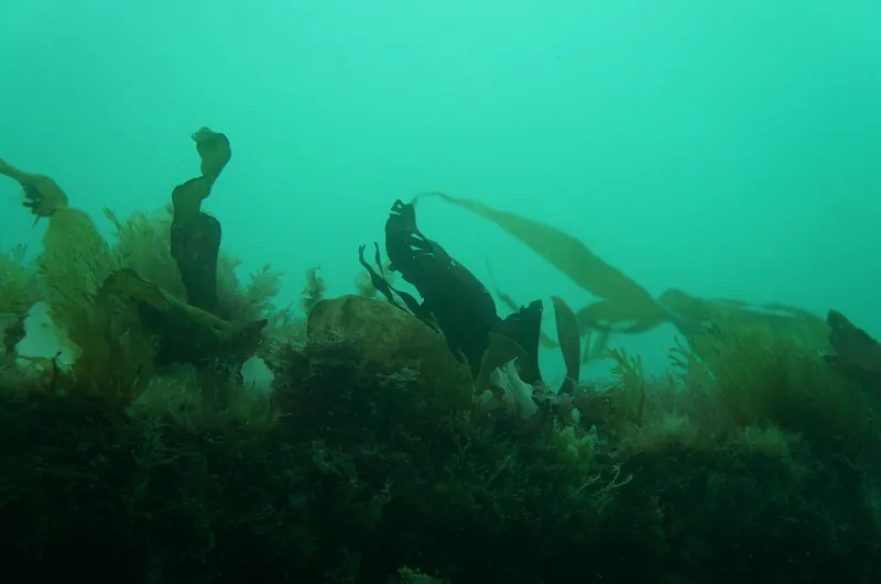 Let There Be (The Right) Light: A No-Fluff Guide to Underwater Strobes and Video Lights
