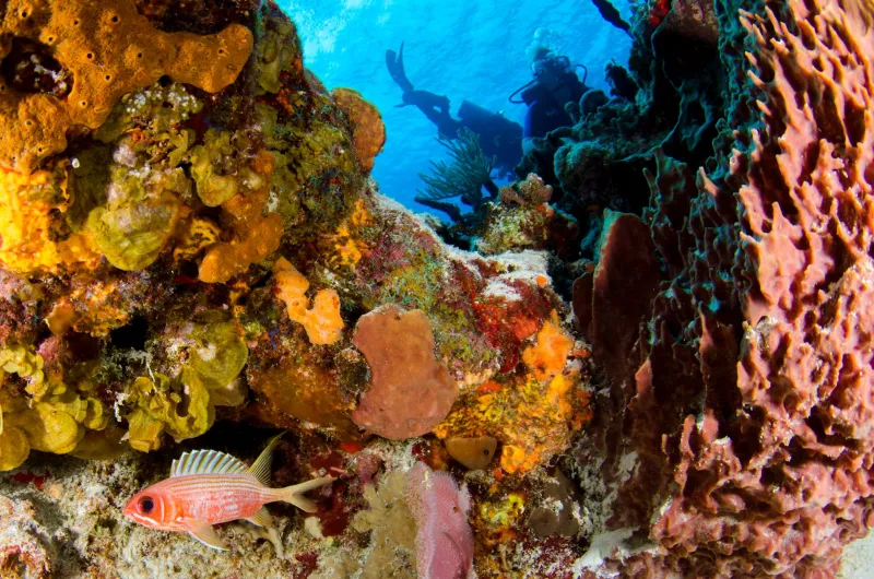 Why Your Reef Shots Look Flat Online (And It's Not Your Camera's Fault)